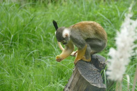 zoo thoiry , P2090182