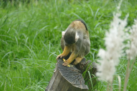 zoo thoiry , P2090186