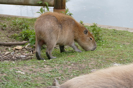 zoo thoiry , P2090195