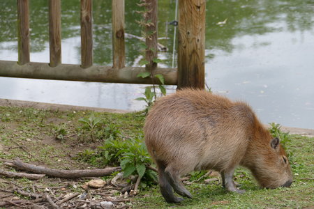 zoo thoiry , P2090196