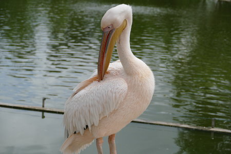 zoo thoiry , P2090199