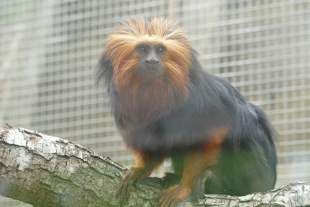 zoo thoiry , P2090214