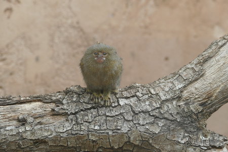 zoo thoiry , P2090218