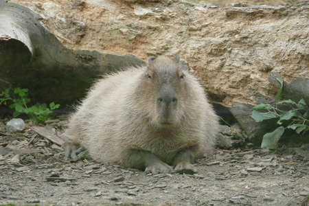 zoo thoiry , P2090219