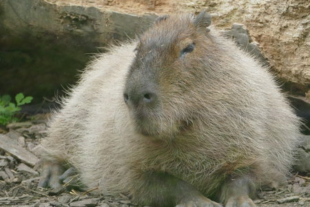 zoo thoiry , P2090220