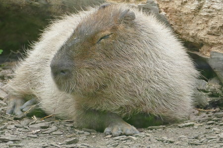 zoo thoiry , P2090221