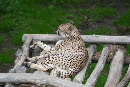 zoo thoiry , P2090237