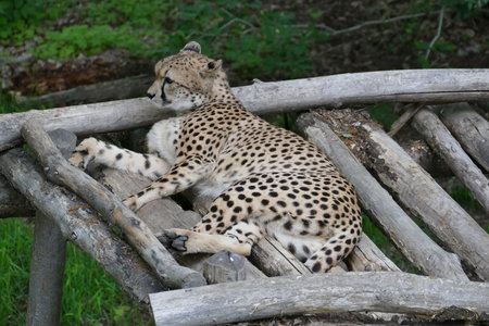 zoo thoiry , P2090239