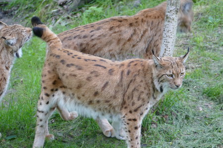 zoo thoiry , P2090245
