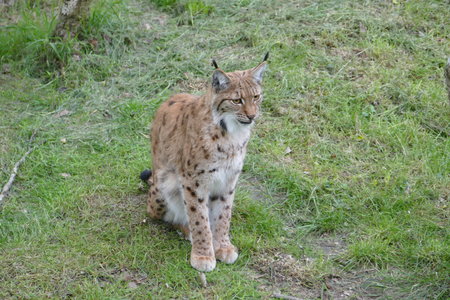 zoo thoiry , P2090248