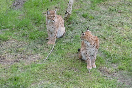 zoo thoiry , P2090249