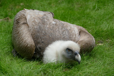 zoo thoiry , P2090256