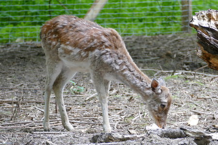 zoo thoiry , P2090269