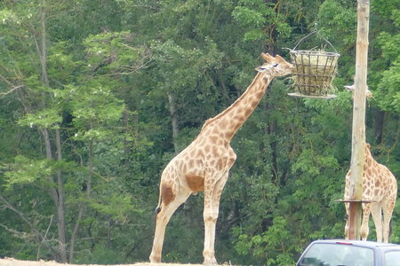 zoo thoiry , P2090271