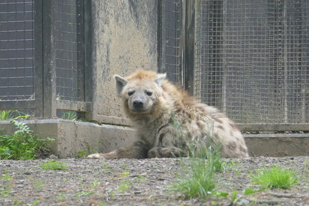 zoo thoiry , P2090278
