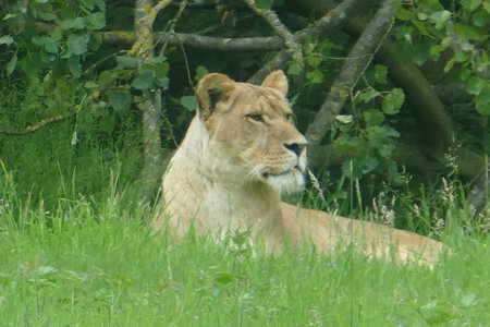 zoo thoiry , P2090282