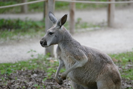 zoo thoiry , P2090295