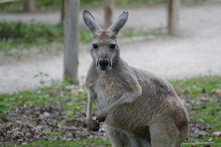 zoo thoiry , P2090297