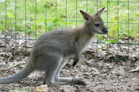 zoo thoiry , P2090320