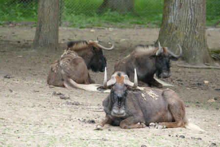 zoo thoiry , P2090326