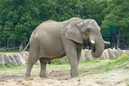 zoo thoiry , P2090335