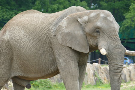 zoo thoiry , P2090340