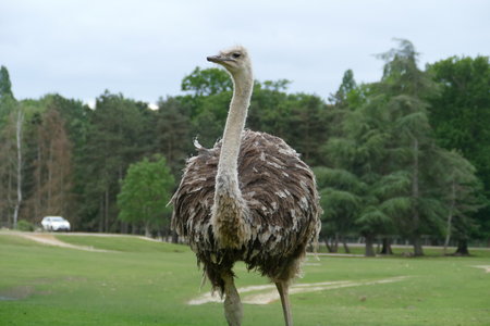 zoo thoiry , P2090344