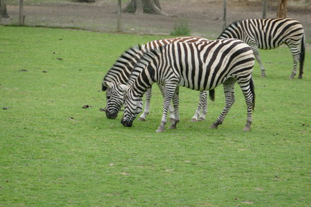zoo thoiry , P2090350