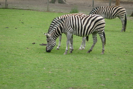 zoo thoiry , P2090351