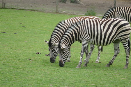 zoo thoiry , P2090353