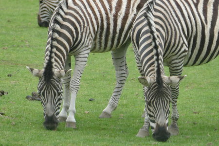 zoo thoiry , P2090355