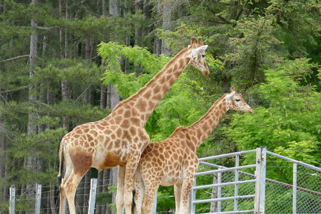 zoo thoiry , P2090358