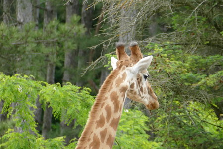 zoo thoiry , P2090359