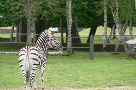 zoo thoiry , P2090361