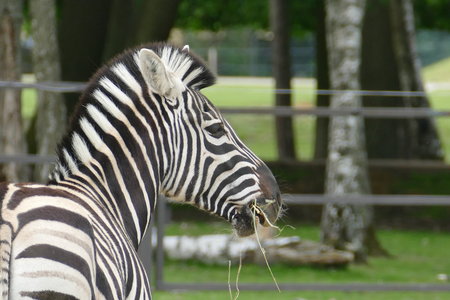 zoo thoiry , P2090362