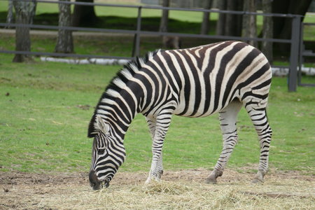 zoo thoiry , P2090365