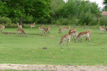 zoo thoiry , P2090366