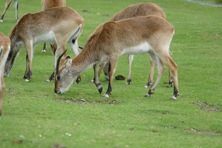 zoo thoiry , P2090369