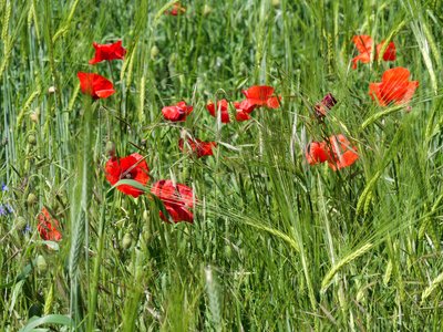 Gigors le 29/0/5/2019, P1011475