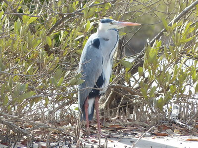 casamance 2019, P1510414