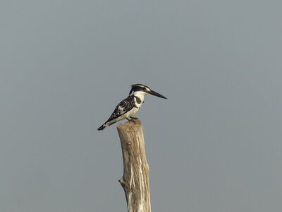 casamance 2019, P1510570