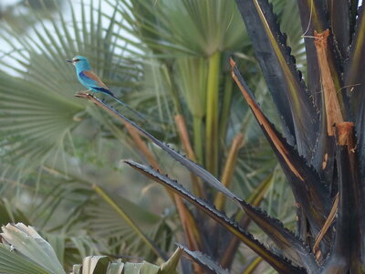 casamance 2019, QIDS9-P1510319