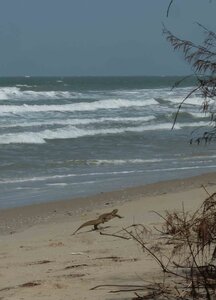 casamance 2019, P1510776-DSCF2505aB