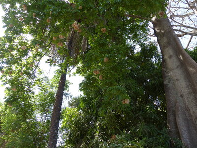 casamance 2019, P1520024