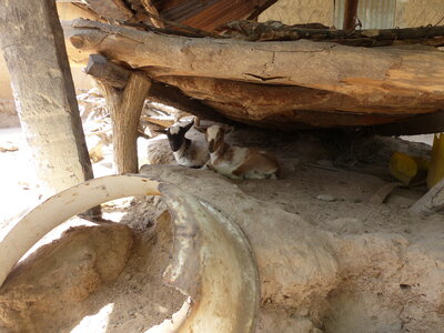 casamance 2019, QIDS4-P1520033