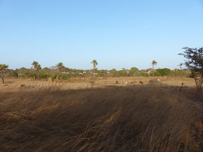 casamance 2019, P1510980