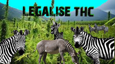 FOTOSINTEZVISUEL, VISUEL  THC 01