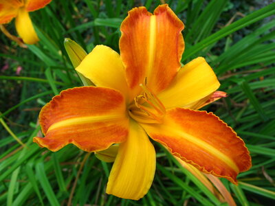 Fleurs, Bern Rosengarten Hemerocallis