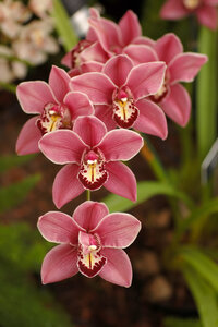 Fleurs, Cymbidium Clarisse Austin