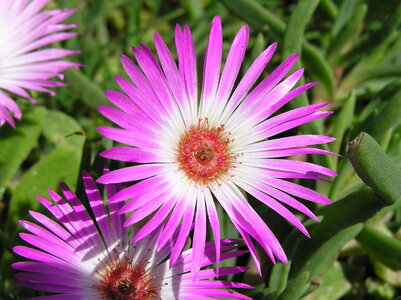 Fleurs, Dorotheanthus Bellidiformis